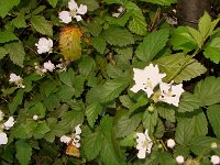 Flowers 15 River Walk